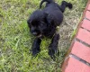 American Cocker Spaniel