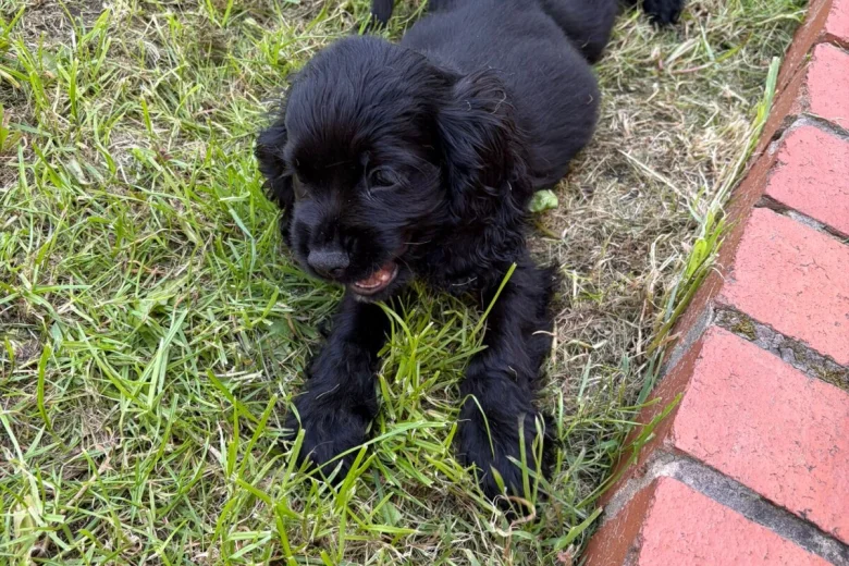 American Cocker Spaniel