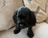 American Cocker Spaniel