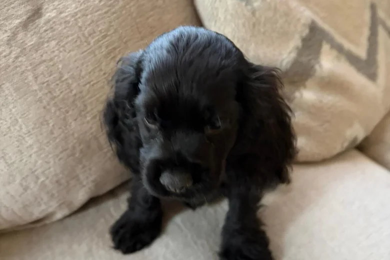 American Cocker Spaniel
