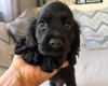American Cocker Spaniel