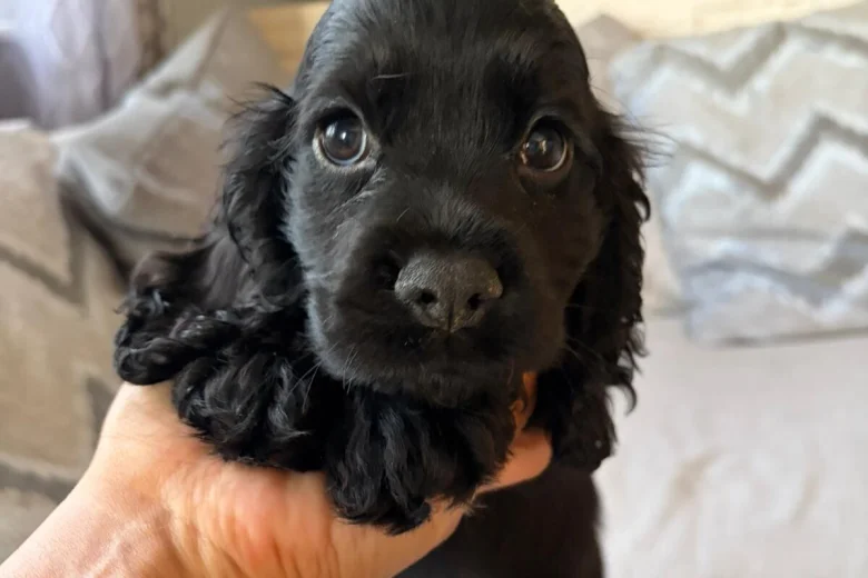 American Cocker Spaniel