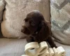American Cocker Spaniel