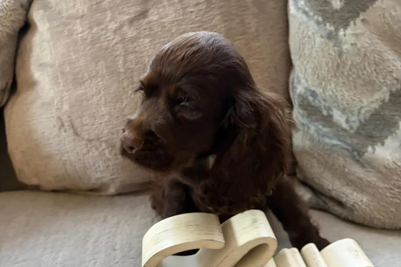 American Cocker Spaniel