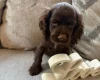 American Cocker Spaniel