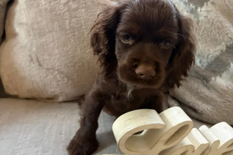 American Cocker Spaniel