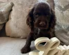American Cocker Spaniel