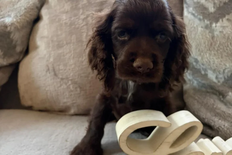 American Cocker Spaniel