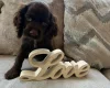 American Cocker Spaniel