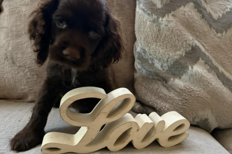 American Cocker Spaniel