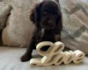 American Cocker Spaniel