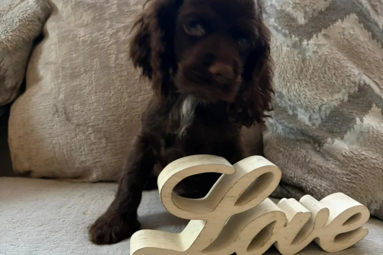 American Cocker Spaniel