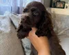 American Cocker Spaniel