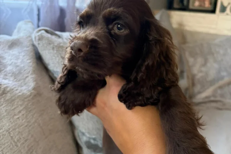 American Cocker Spaniel