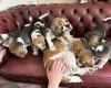 Beagle
