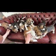 Beagle