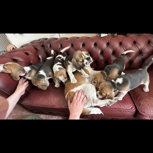 Beagle