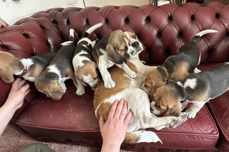 Beagle