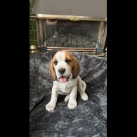 Beagle
