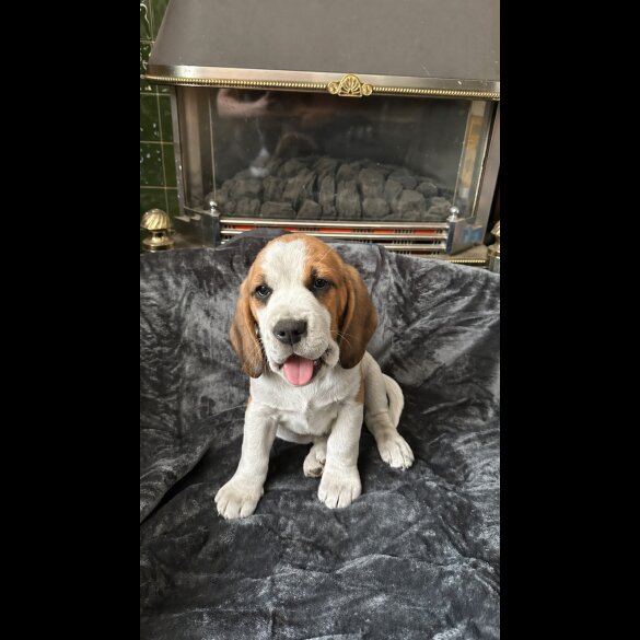Beagle