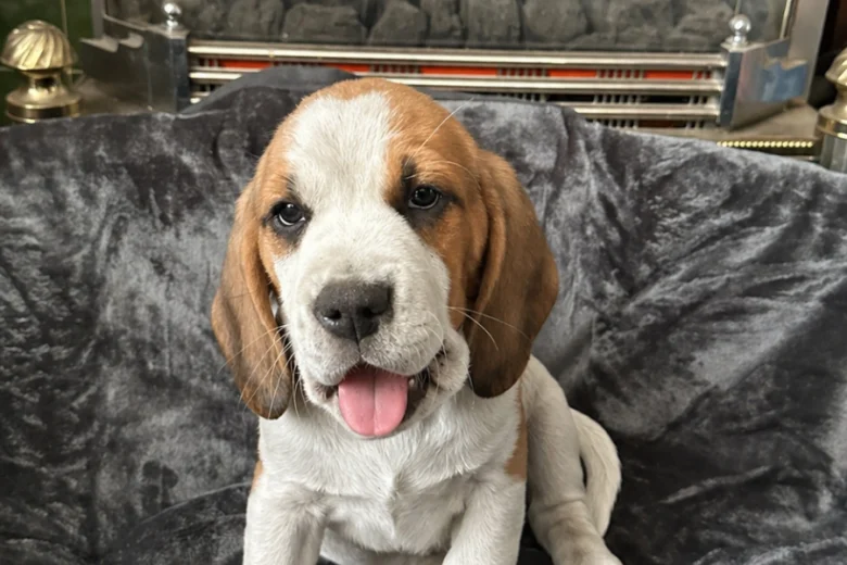 Beagle