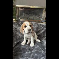 Beagle