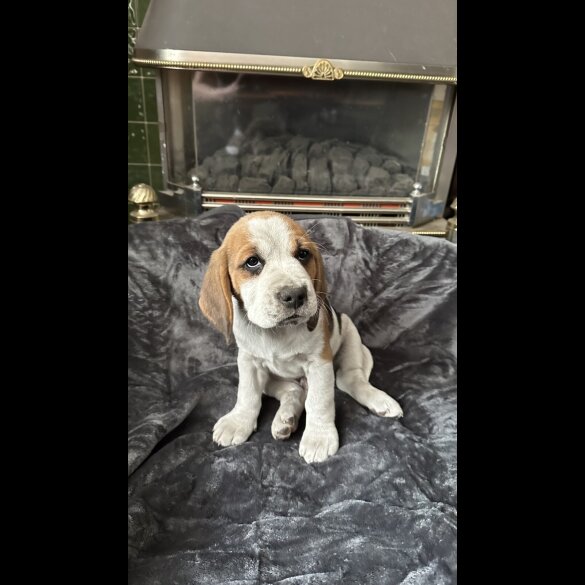 Beagle