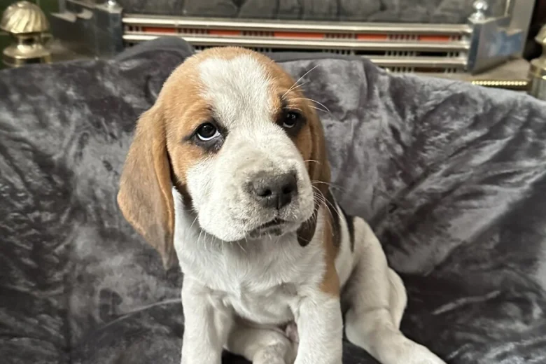 Beagle