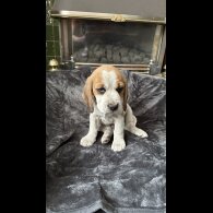 Beagle