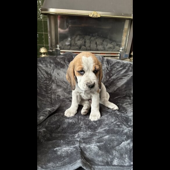 Beagle