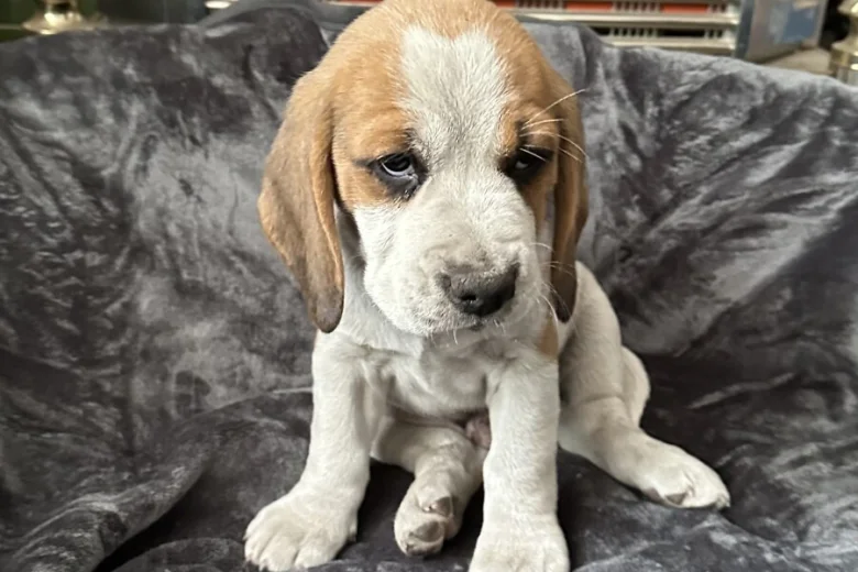 Beagle
