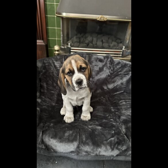 Beagle