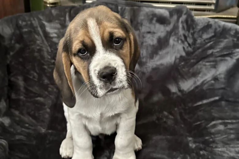 Beagle