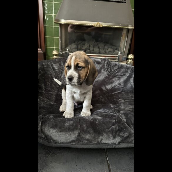 Beagle