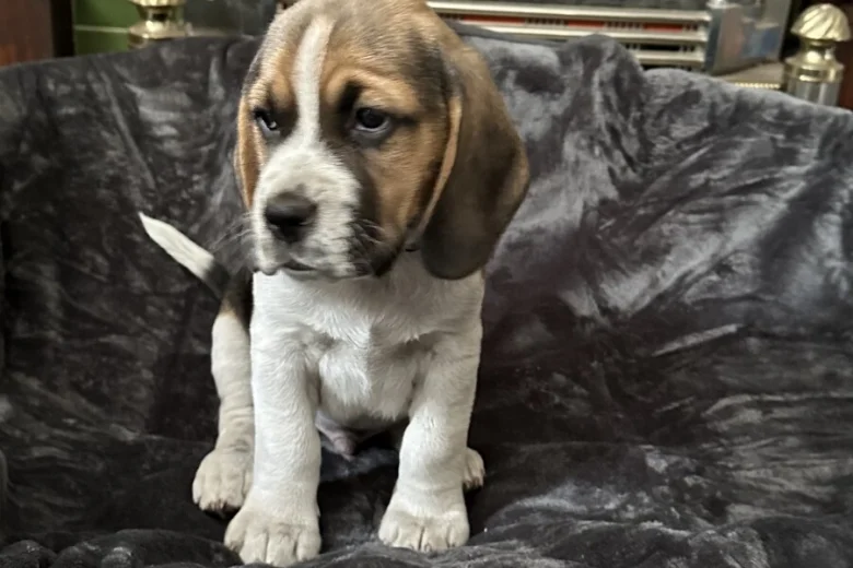 Beagle
