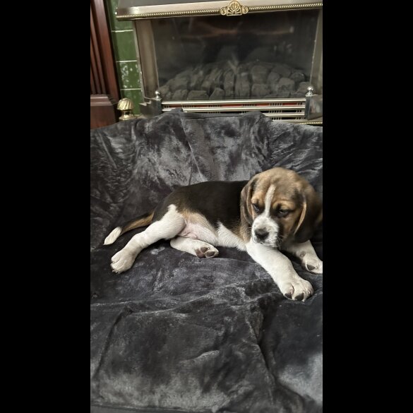 Beagle