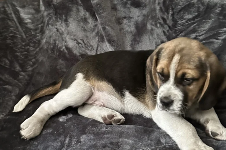Beagle