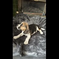 Beagle