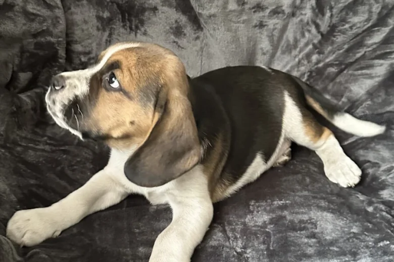 Beagle