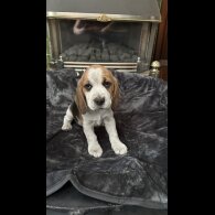 Beagle