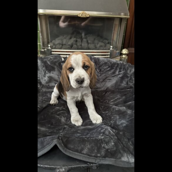 Beagle