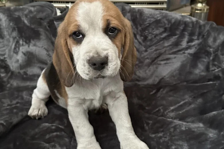 Beagle
