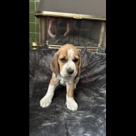 Beagle