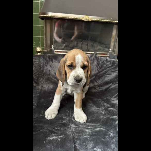 Beagle