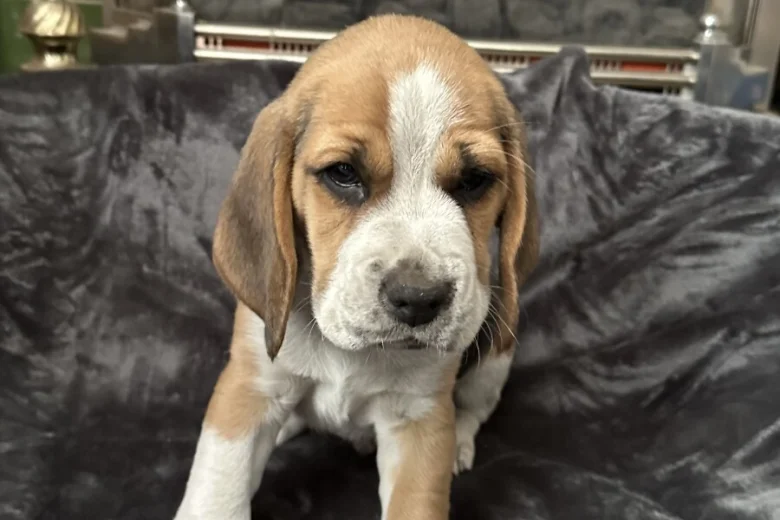 Beagle