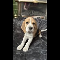 Beagle