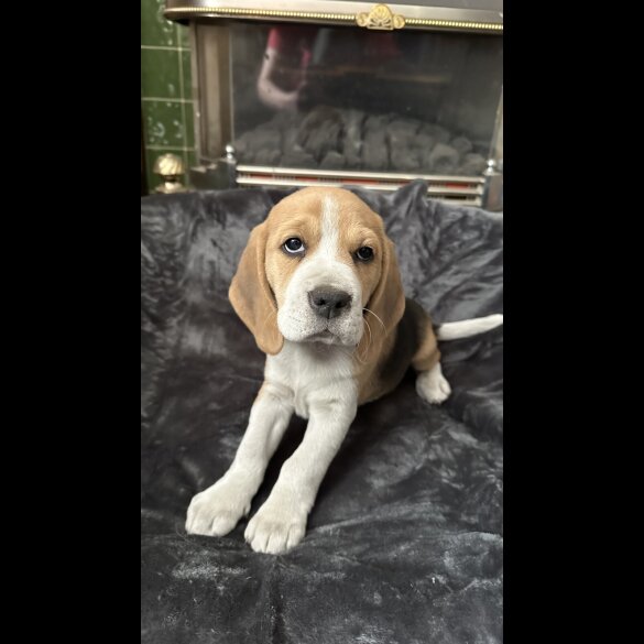 Beagle