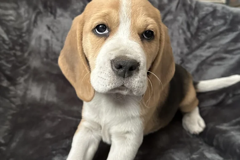 Beagle
