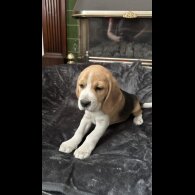 Beagle