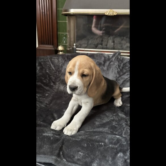 Beagle